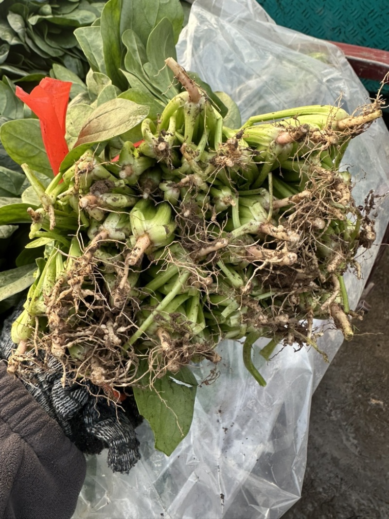 河南焦作大棚菠菜