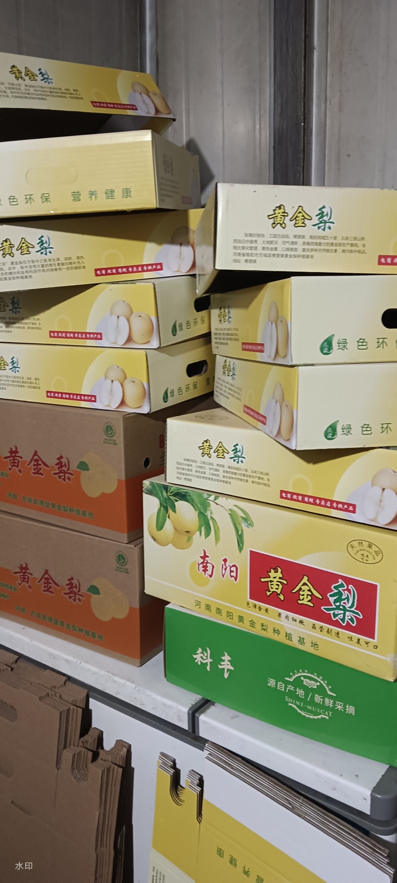 正宗博望黄金梨好货大量供应