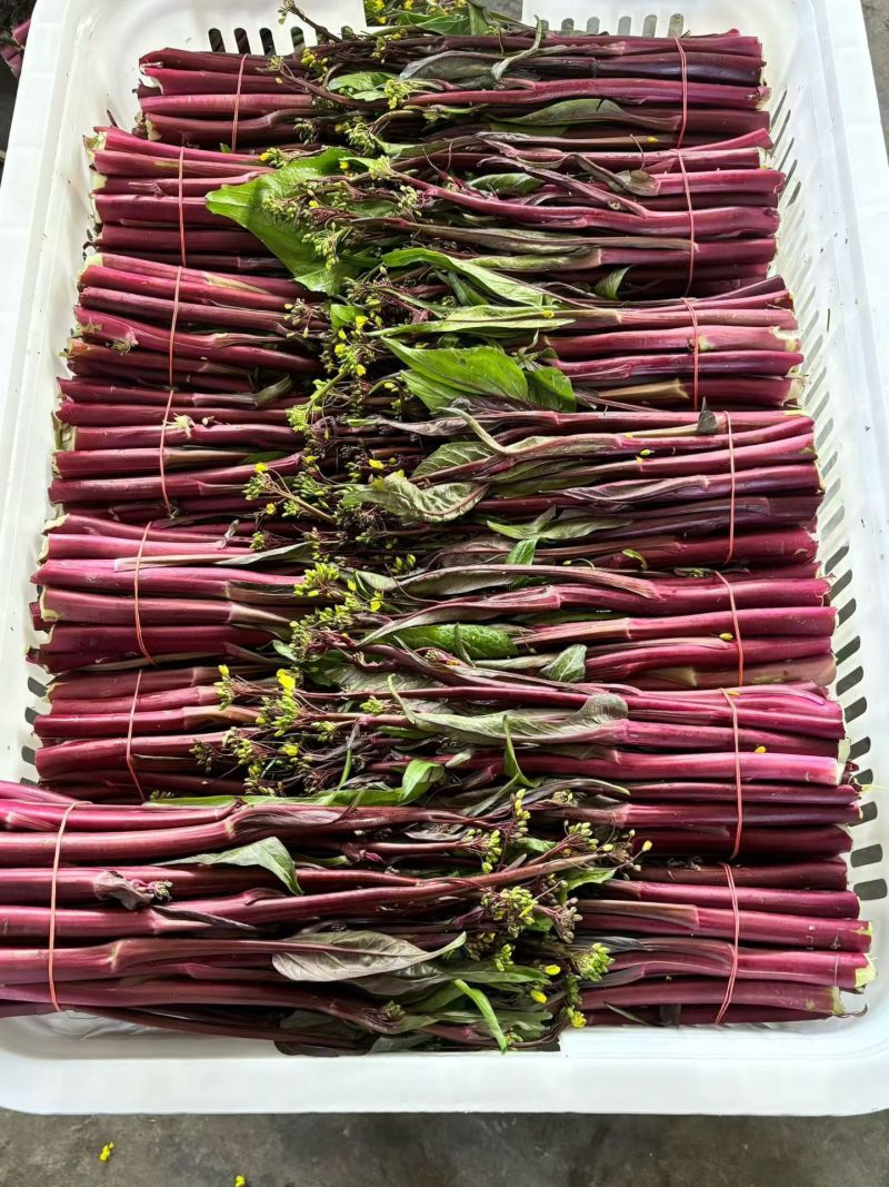 湖北紫菜苔红菜苔大量有货支持视频看货打款发货