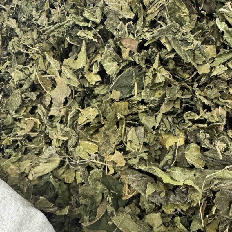 中草药材桑叶霜后桑叶干桑叶冬桑叶各种规格批发零售