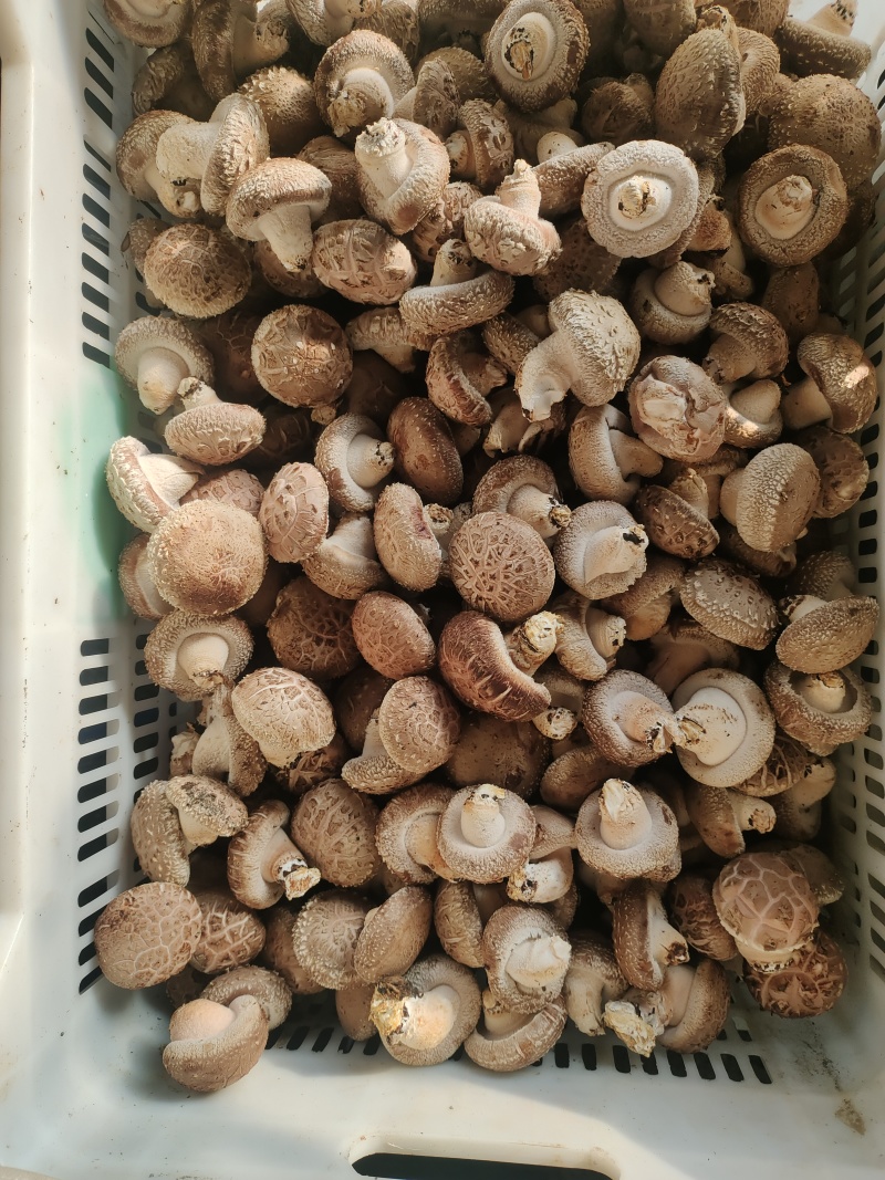 香菇