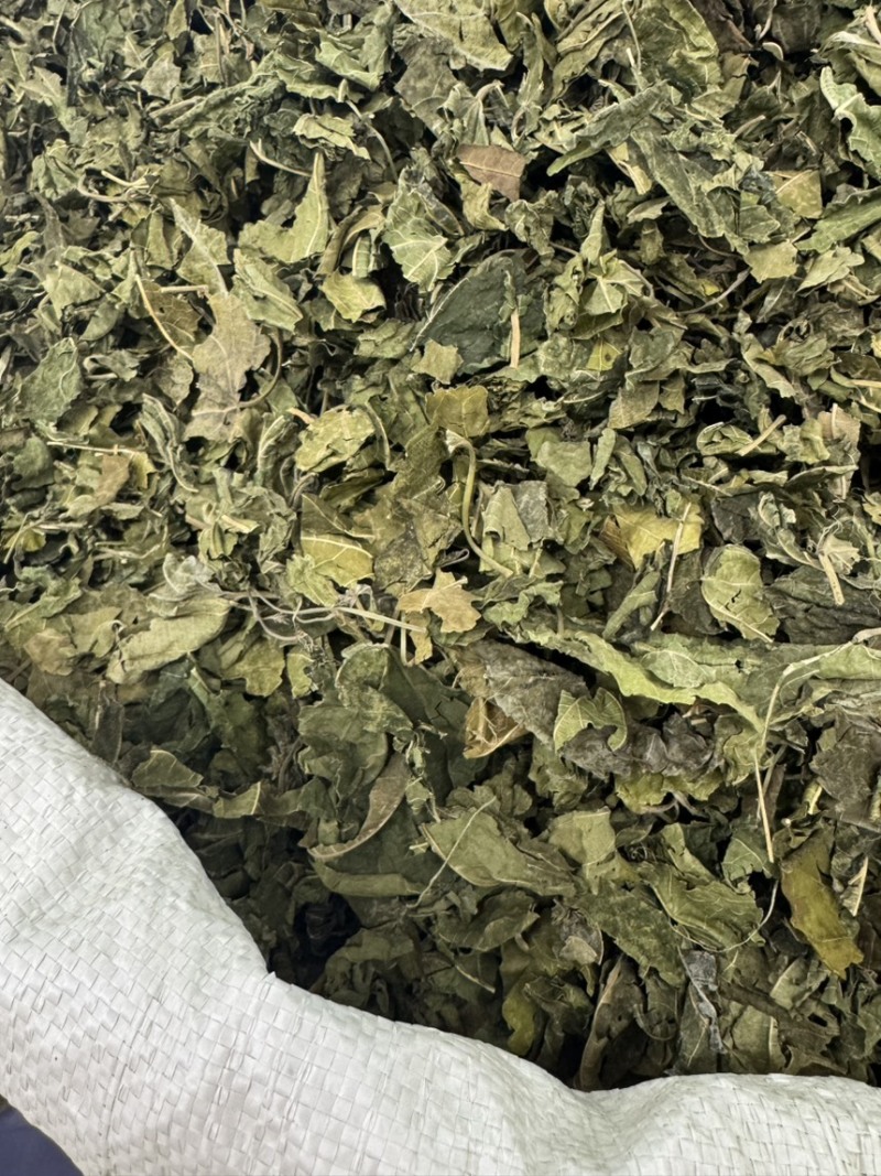 中草药材桑叶霜后桑叶干桑叶冬桑叶各种规格批发零售