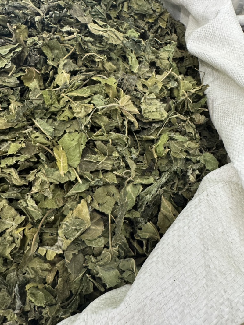 中草药材桑叶霜后桑叶干桑叶冬桑叶各种规格批发零售
