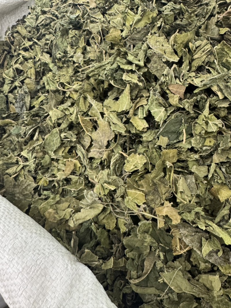 中草药材桑叶霜后桑叶干桑叶冬桑叶各种规格批发零售
