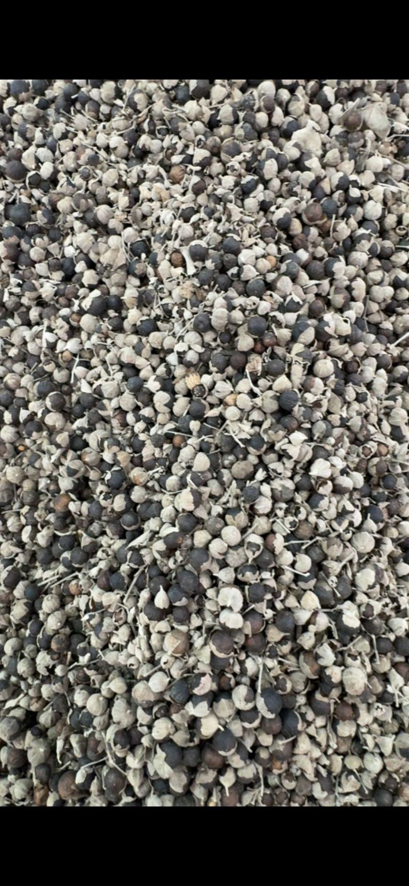 中药材蔓荆子蔓荆实江西无硫籽药各种规格批发零售