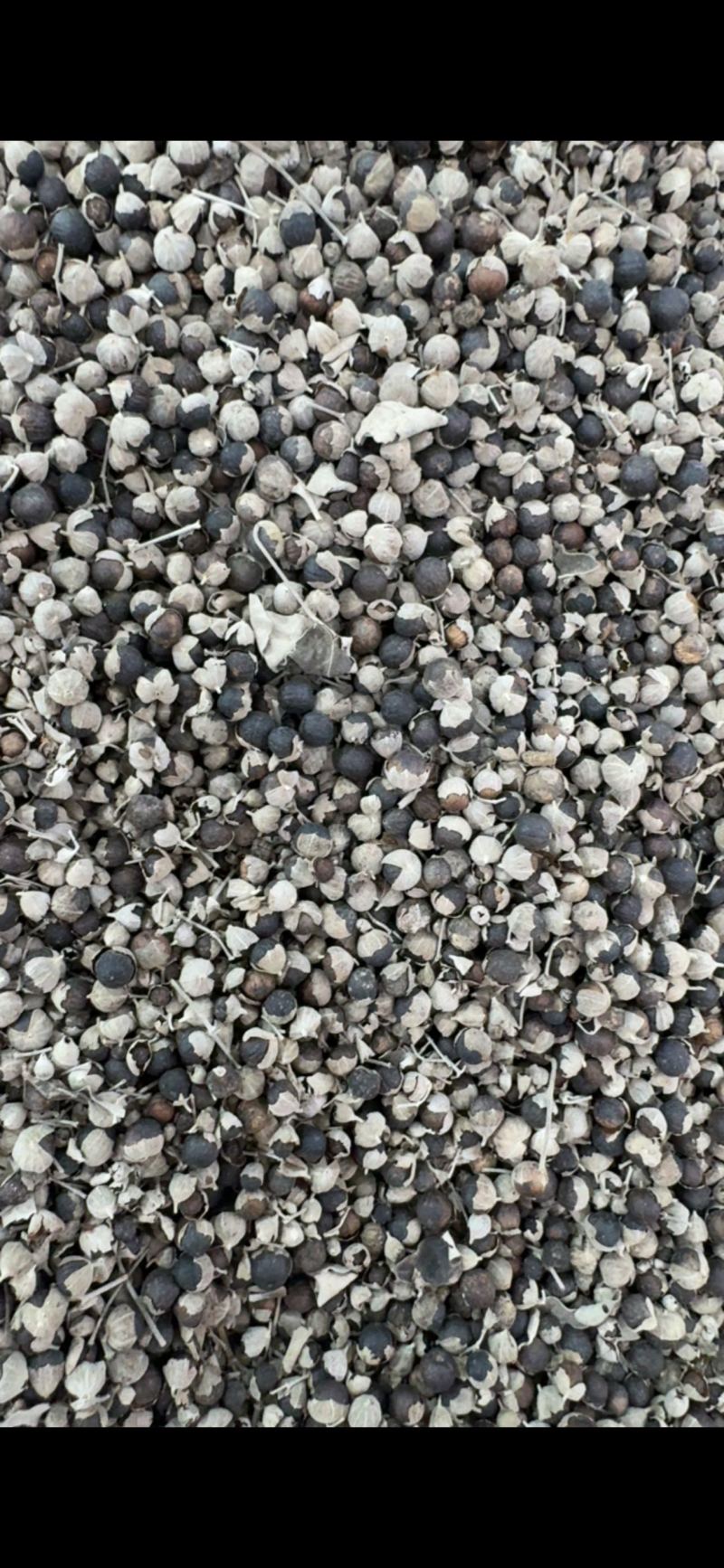 中药材蔓荆子蔓荆实江西无硫籽药各种规格批发零售