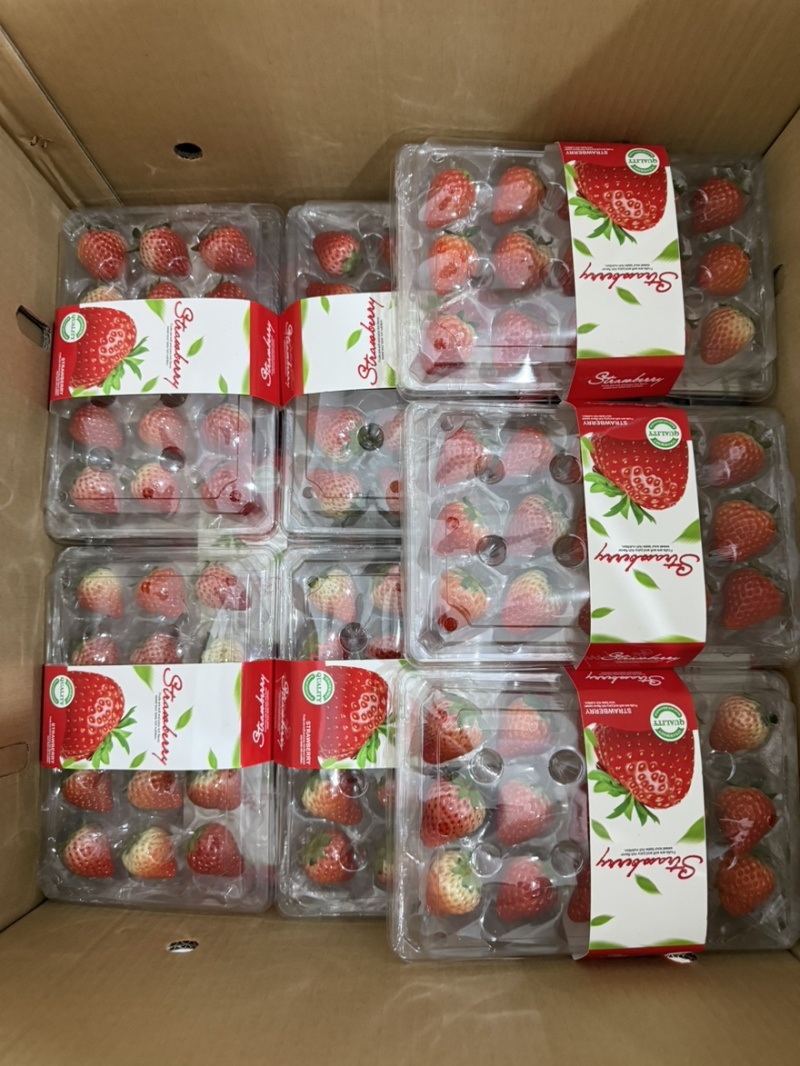 正宗红颜99草莓新鲜红颜99草莓