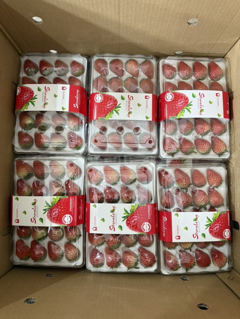 正宗红颜99牛奶草莓红颜奶油草莓新鲜大果甜草莓