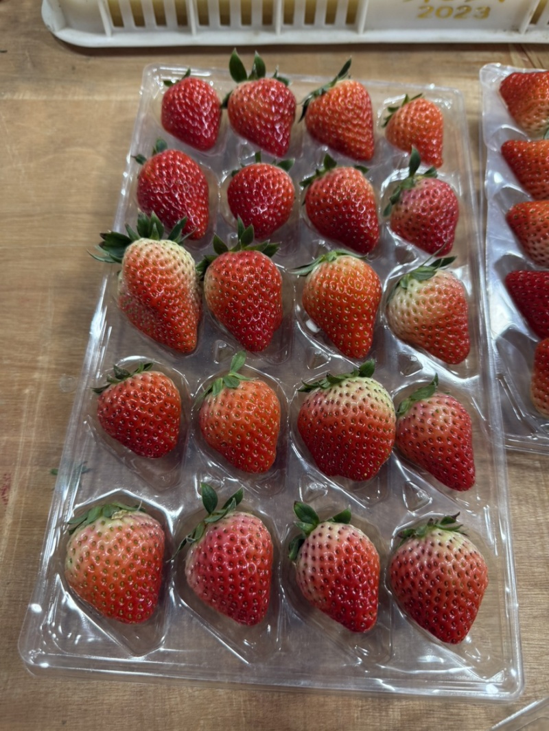 正宗红颜99牛奶草莓红颜奶油草莓新鲜大果甜草莓