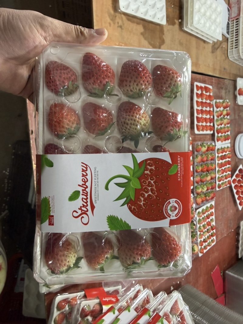 正宗红颜99牛奶草莓红颜奶油草莓新鲜大果甜草莓