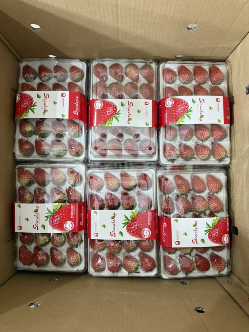 正宗红颜99牛奶草莓红颜奶油草莓新鲜大果甜草莓