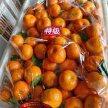 广西砂糖橘产地直发