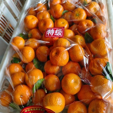 广西砂糖橘产地直发