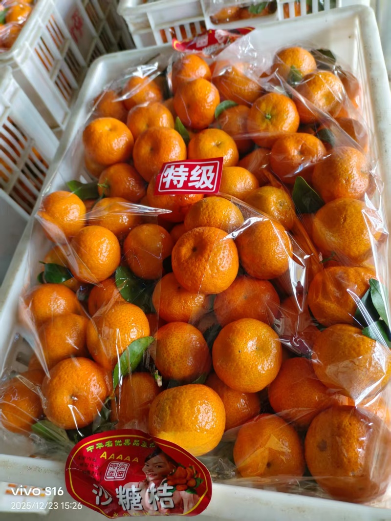 广西砂糖橘产地直发