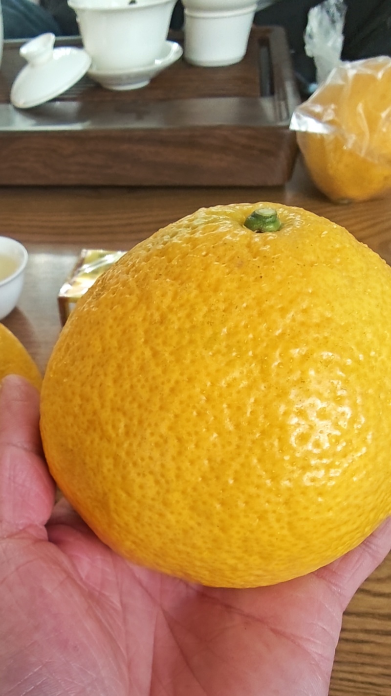 阳光一号桔柚