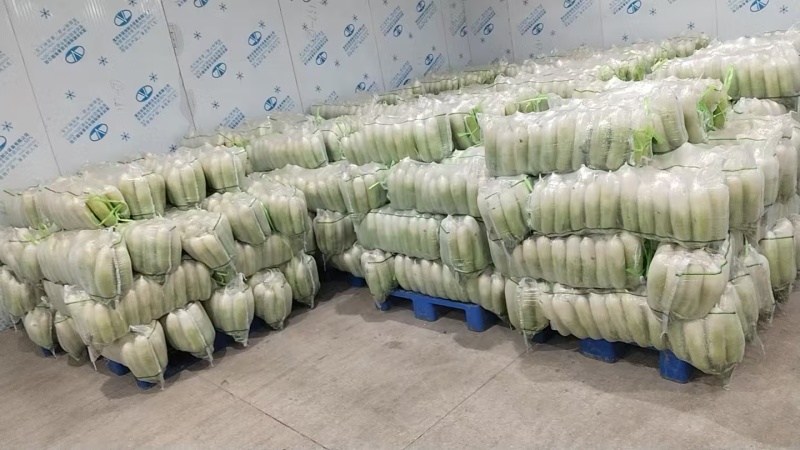 湖北枝江青萝卜