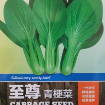杜绝假货慕兰多青梗菜种子鸡毛菜种子油菜籽蔬菜种子