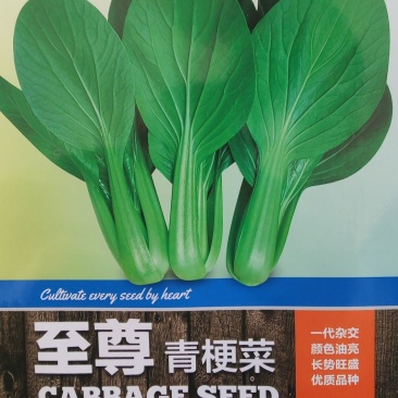 杜绝假货慕兰多青梗菜种子鸡毛菜种子油菜籽蔬菜种子