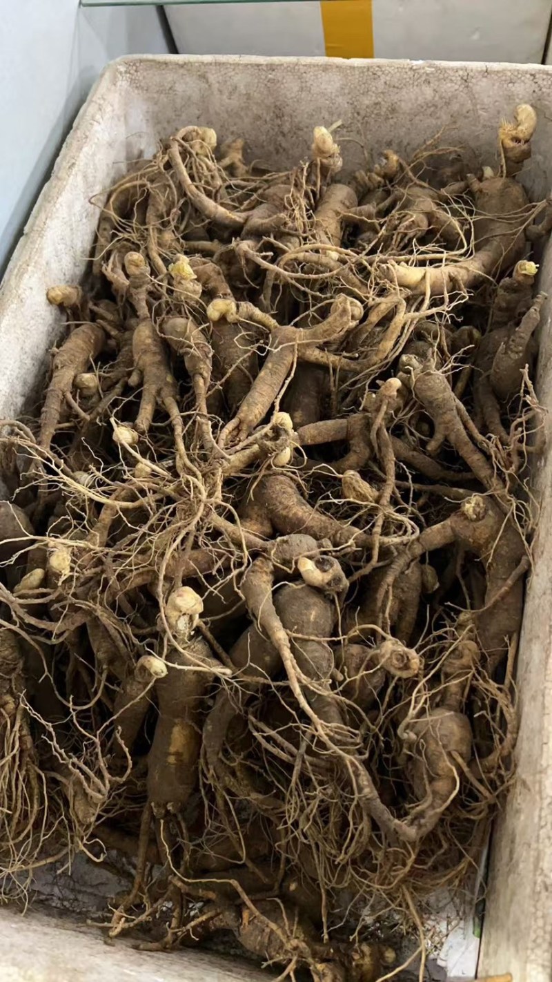 林下参老池底8-12根一斤年份很久泡酒煲汤性价比高