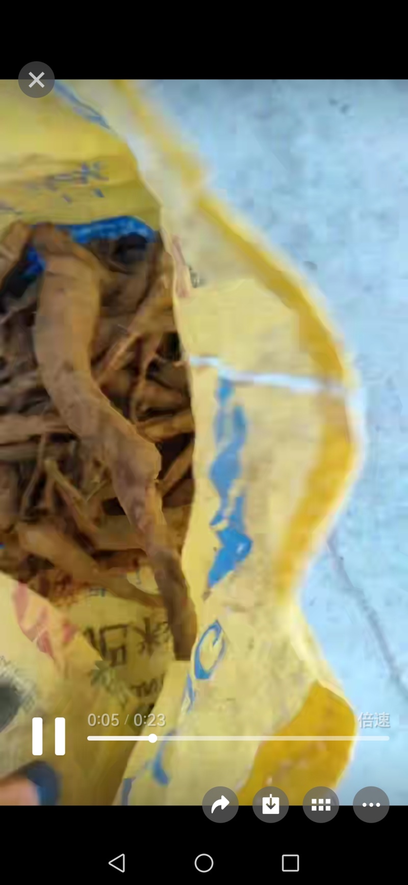 ***野生的乌药