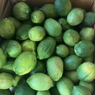 广东香水柠檬榨汁果