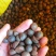 广西本地老品种小籽山茶油