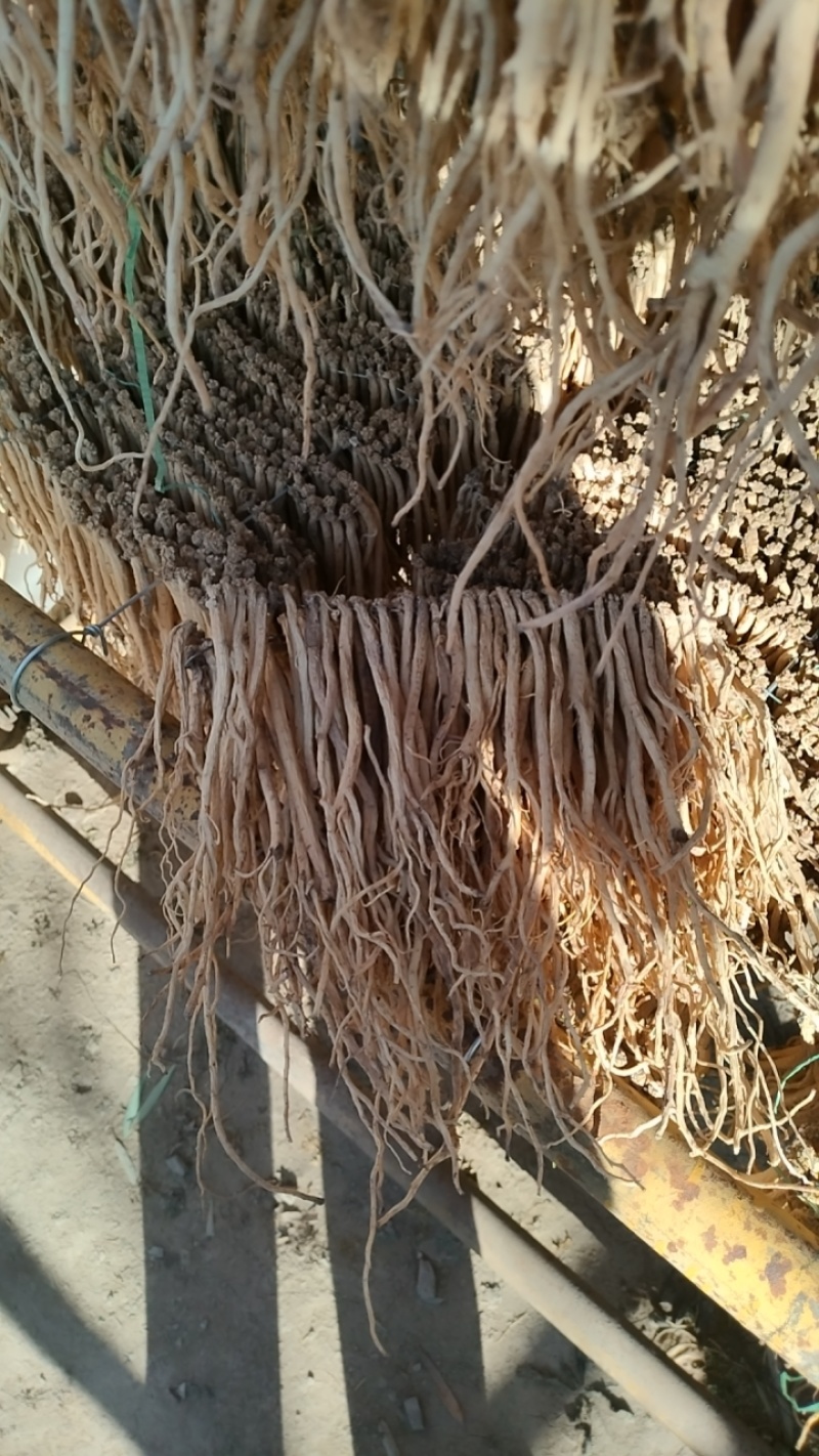 甘肃定西岷县白条党参现货直发可视频看货欢迎致电