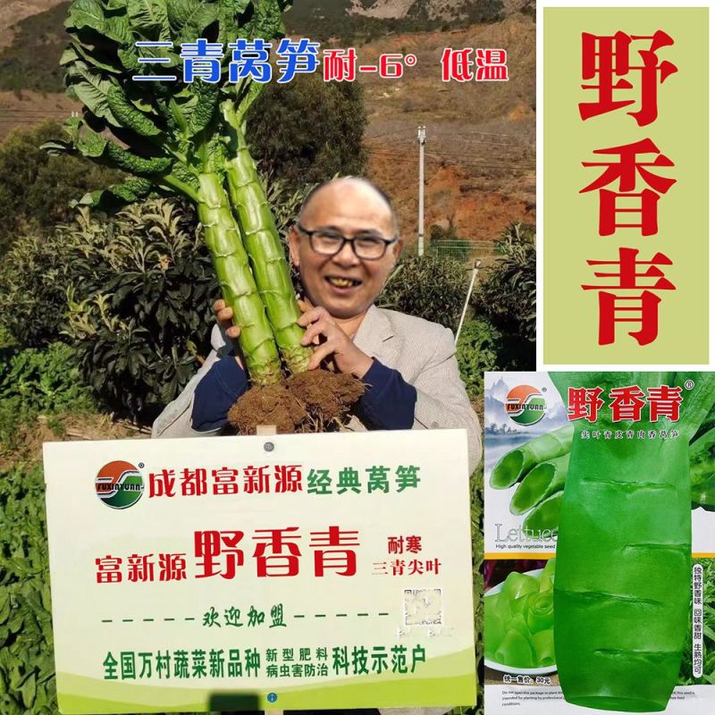 三青莴笋种子春秋播种薄皮绿肉莴笋种子抗病高产大田基地种植