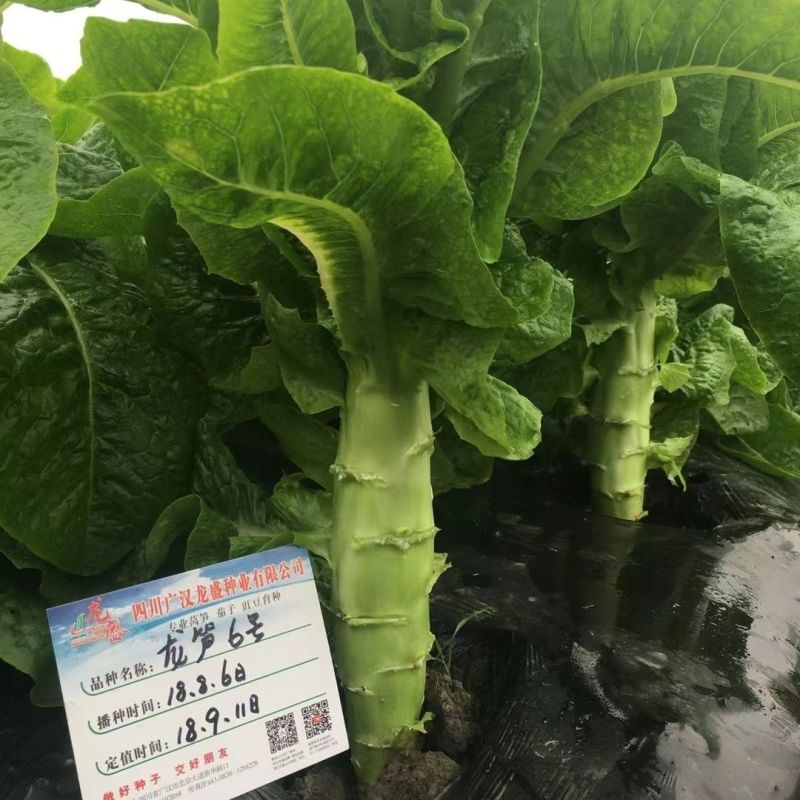 三青莴笋种子春秋播种薄皮绿肉莴笋种子抗病高产大田基地种植