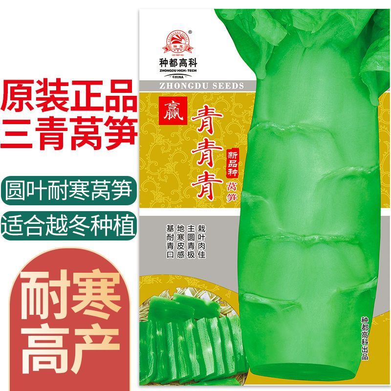 圆叶三青耐寒莴笋种子皮青肉莴苣冬季农家种籽大田春秋蔬菜种
