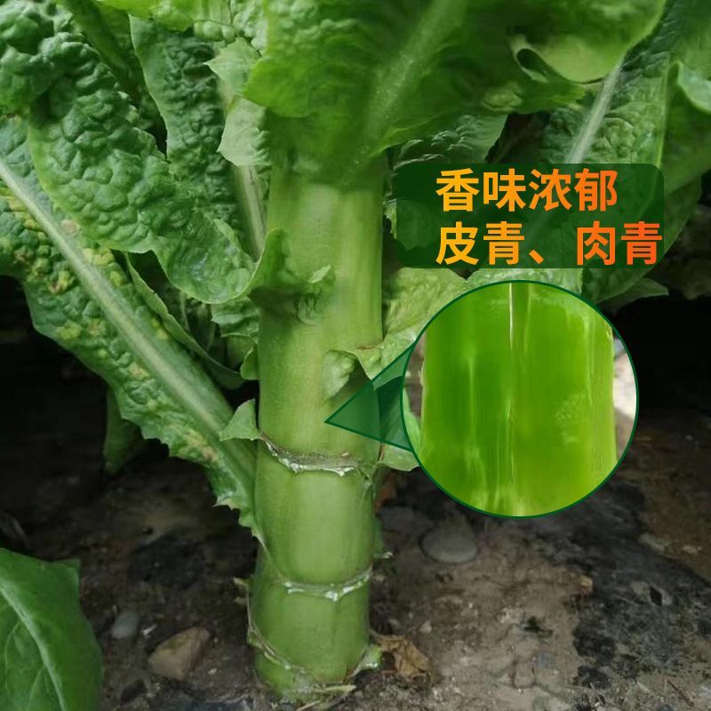 圆叶三青耐寒莴笋种子皮青肉莴苣冬季农家种籽大田春秋蔬菜种