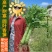 圆叶三青耐寒莴笋种子皮青肉莴苣冬季农家种籽大田春秋蔬菜种