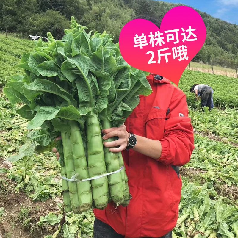 圆叶三青耐寒莴笋种子皮青肉莴苣冬季农家种籽大田春秋蔬菜种