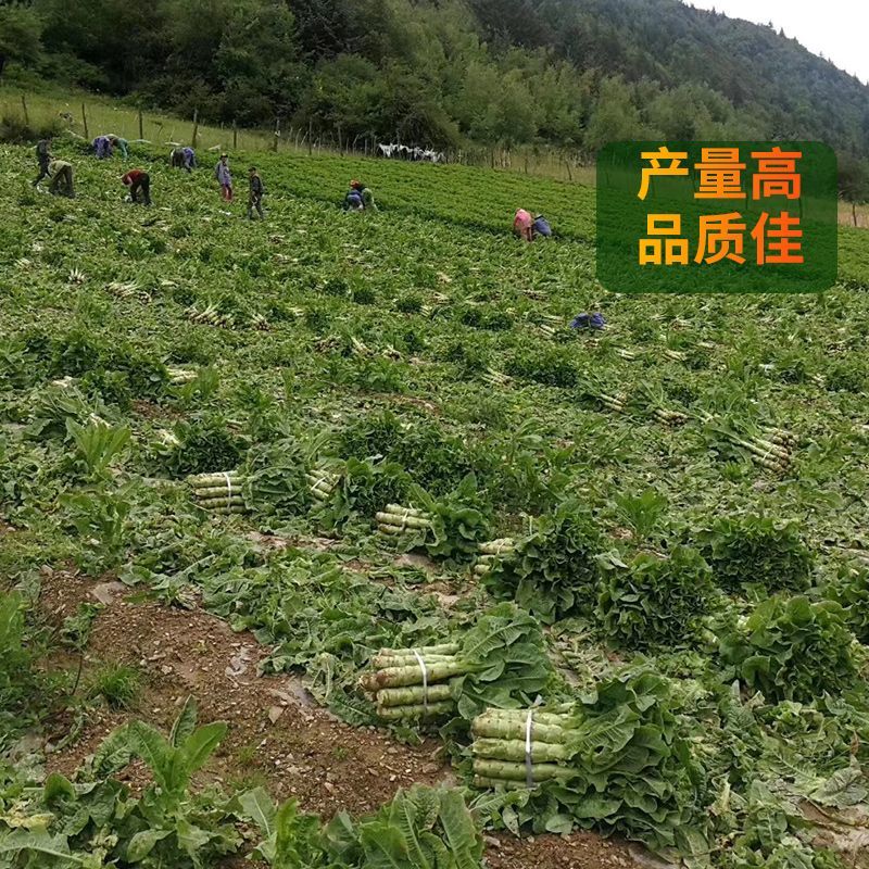 圆叶三青耐寒莴笋种子皮青肉莴苣冬季农家种籽大田春秋蔬菜种