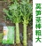 圆叶三青耐寒莴笋种子皮青肉莴苣冬季农家种籽大田春秋蔬菜种