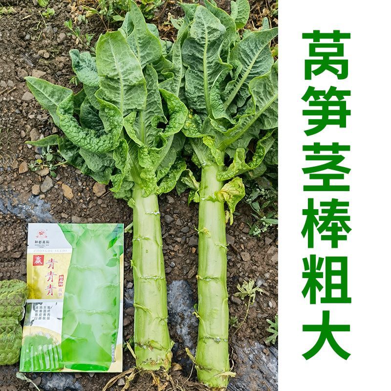 圆叶三青耐寒莴笋种子皮青肉莴苣冬季农家种籽大田春秋蔬菜种