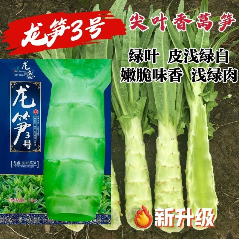 圆叶三青耐寒莴笋种子皮青肉莴苣冬季农家种籽大田春秋蔬菜种
