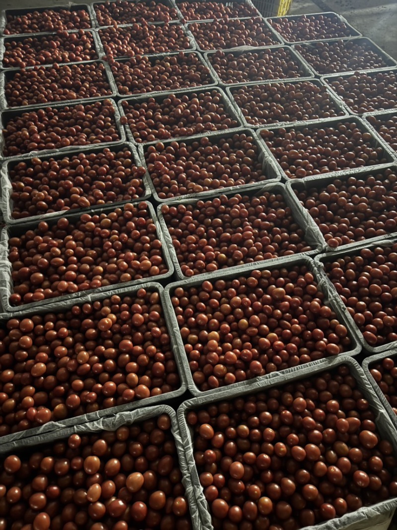 果脯番茄酱加工厂原料，出口外贸，欢迎各位老板对接