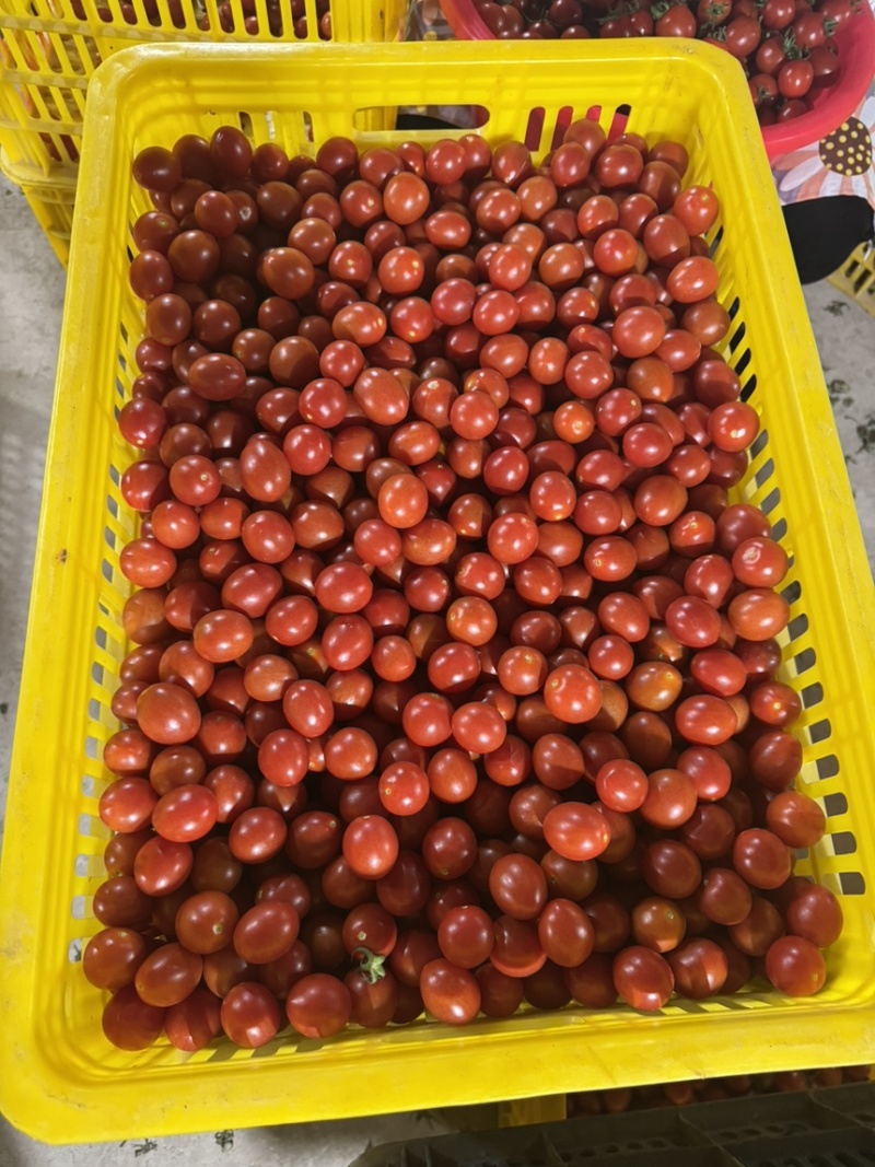 果脯番茄酱加工厂原料，出口外贸，欢迎各位老板对接