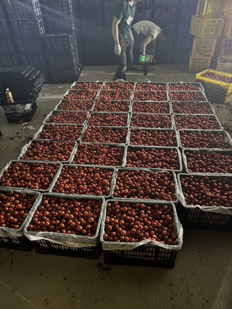 果脯番茄酱加工厂原料，出口外贸，欢迎各位老板对接