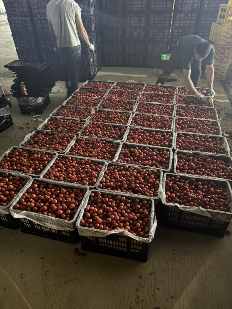 果脯番茄酱加工厂原料，出口外贸，欢迎各位老板对接