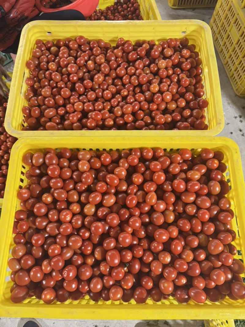 果脯番茄酱加工厂原料，出口外贸，欢迎各位老板对接