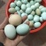纯粮食玉米豆粕五谷杂粮散养土鸡蛋，绿壳乌鸡蛋，粉壳柴鸡蛋