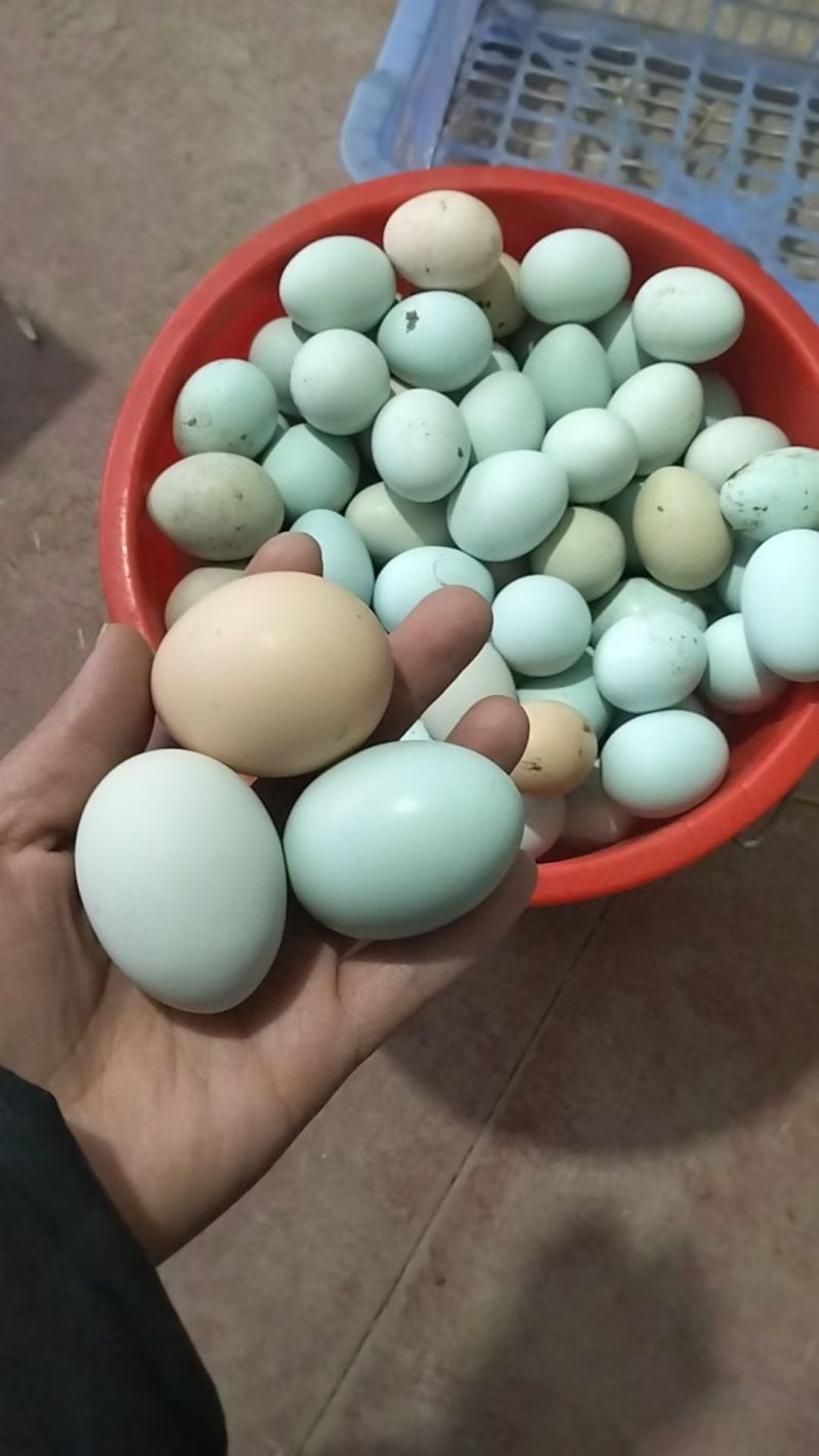 纯粮食玉米豆粕五谷杂粮散养土鸡蛋，绿壳乌鸡蛋，粉壳柴鸡蛋