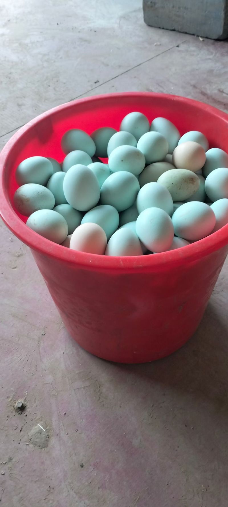 纯粮食玉米豆粕五谷杂粮散养土鸡蛋，绿壳乌鸡蛋，粉壳柴鸡蛋