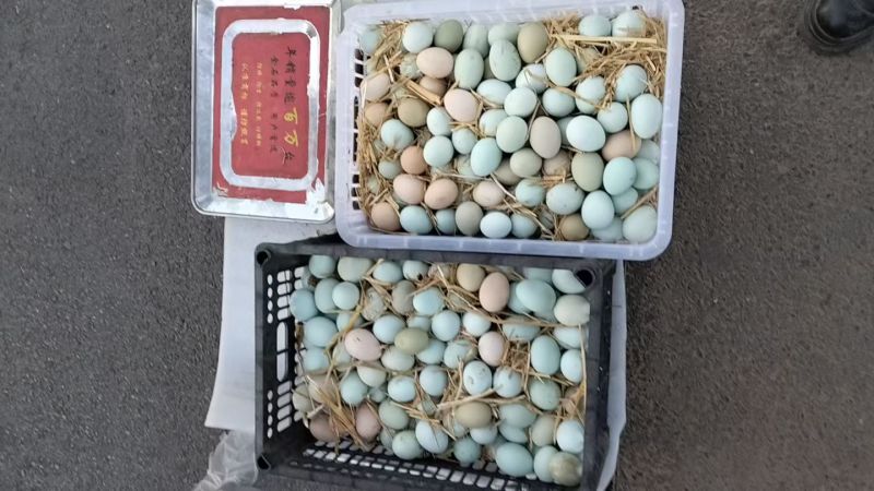 纯粮食玉米豆粕五谷杂粮散养土鸡蛋，绿壳乌鸡蛋，粉壳柴鸡蛋