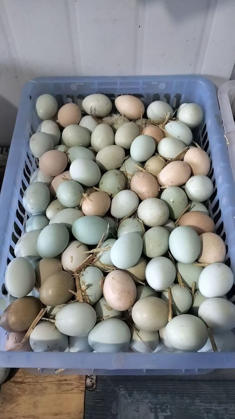 纯粮食玉米豆粕五谷杂粮散养土鸡蛋，绿壳乌鸡蛋，粉壳柴鸡蛋
