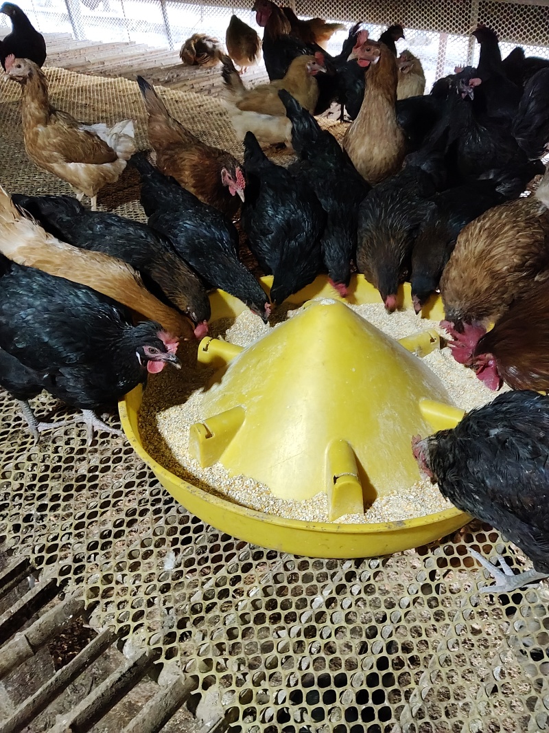 纯粮食玉米豆粕五谷杂粮散养土鸡蛋，绿壳乌鸡蛋，粉壳柴鸡蛋