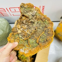 相思树桑黄纯野生西藏桑黄相思桑黄野生桑黄