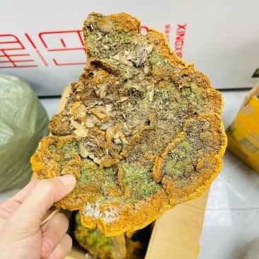 相思树桑黄纯野生西藏桑黄相思桑黄野生桑黄